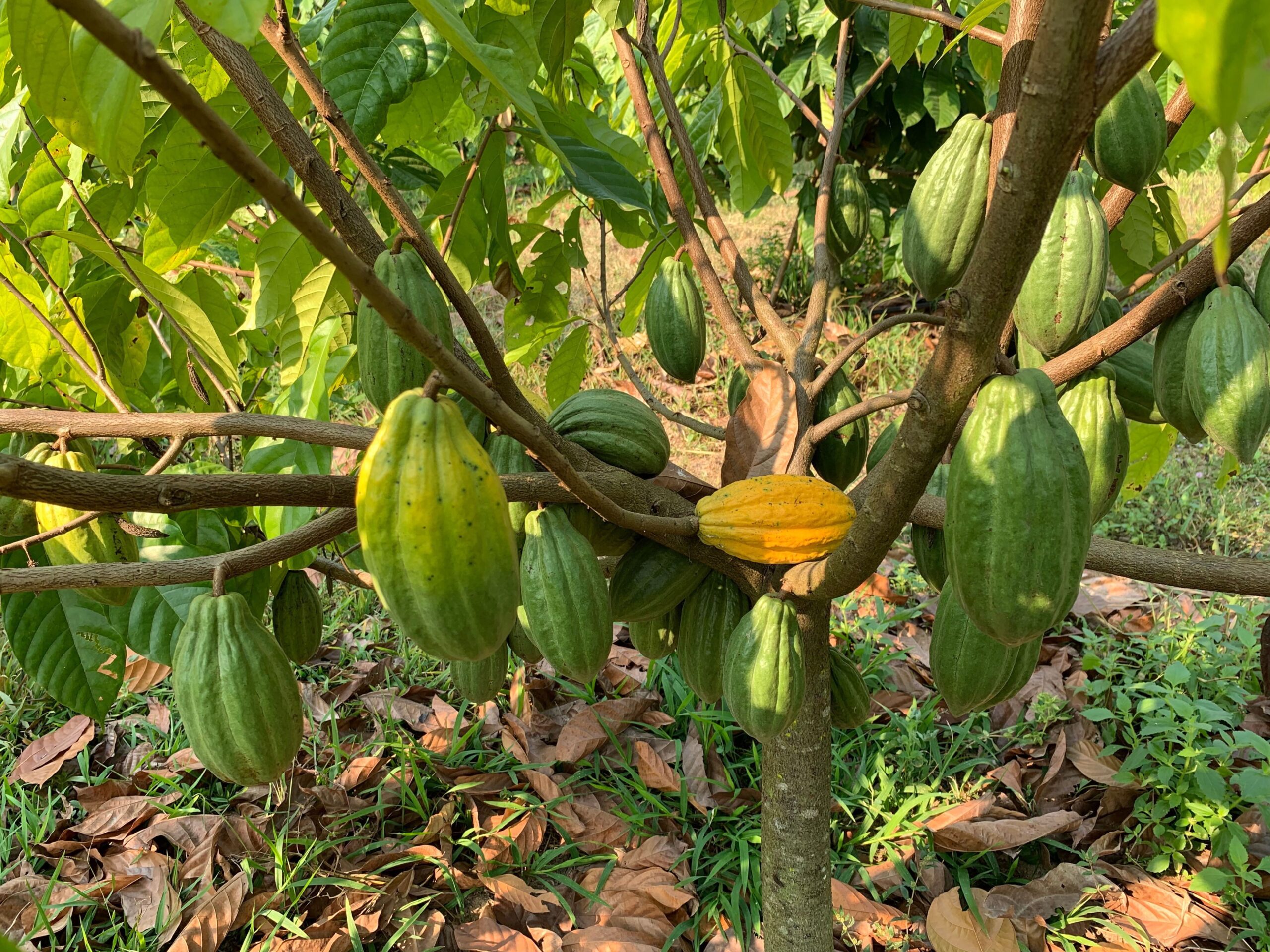 Cacao Tree
