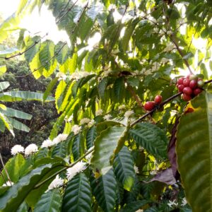 Coffee Tree