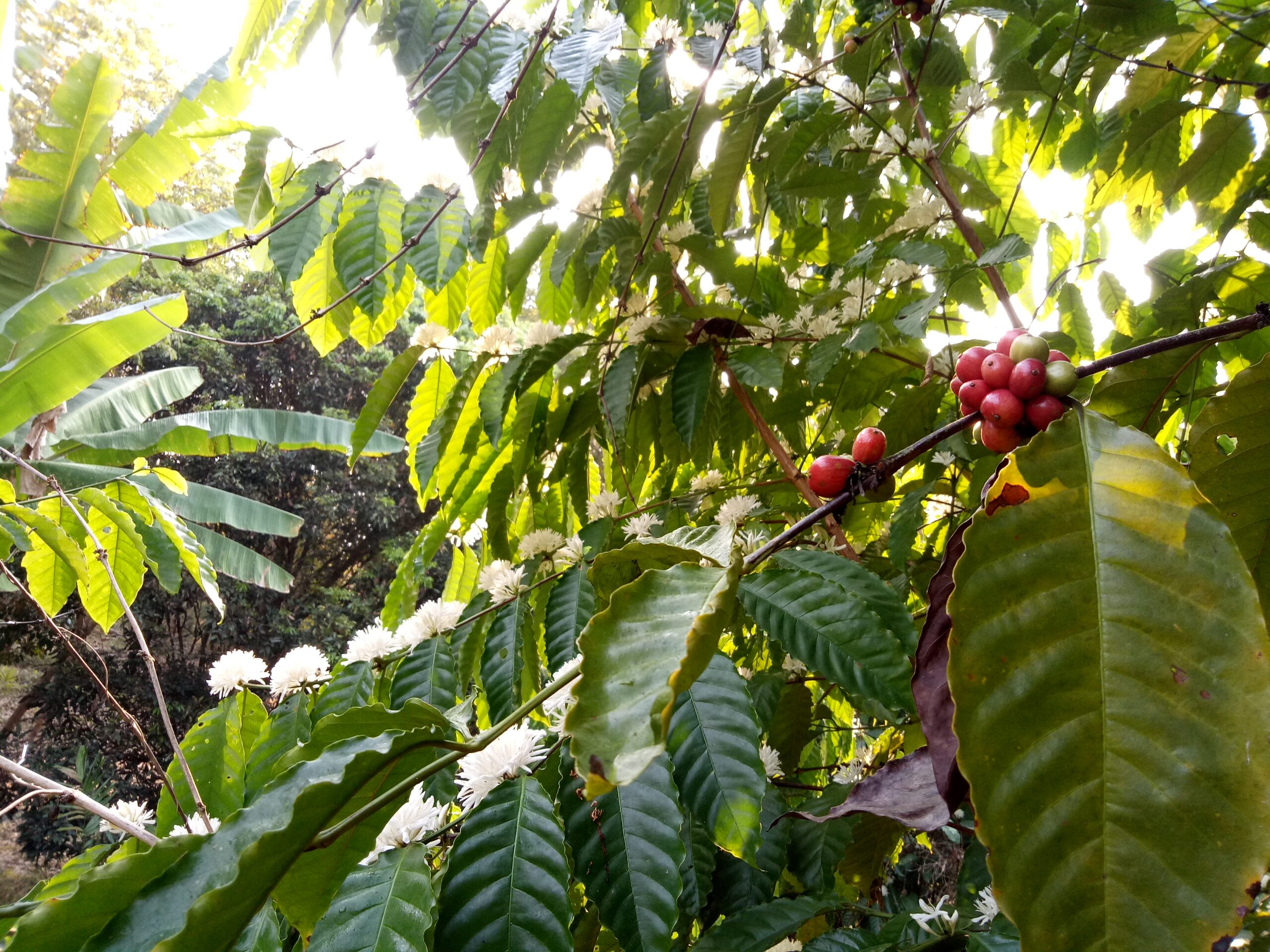 Coffee Tree
