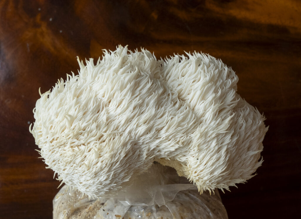 Lions Mane Mushroom